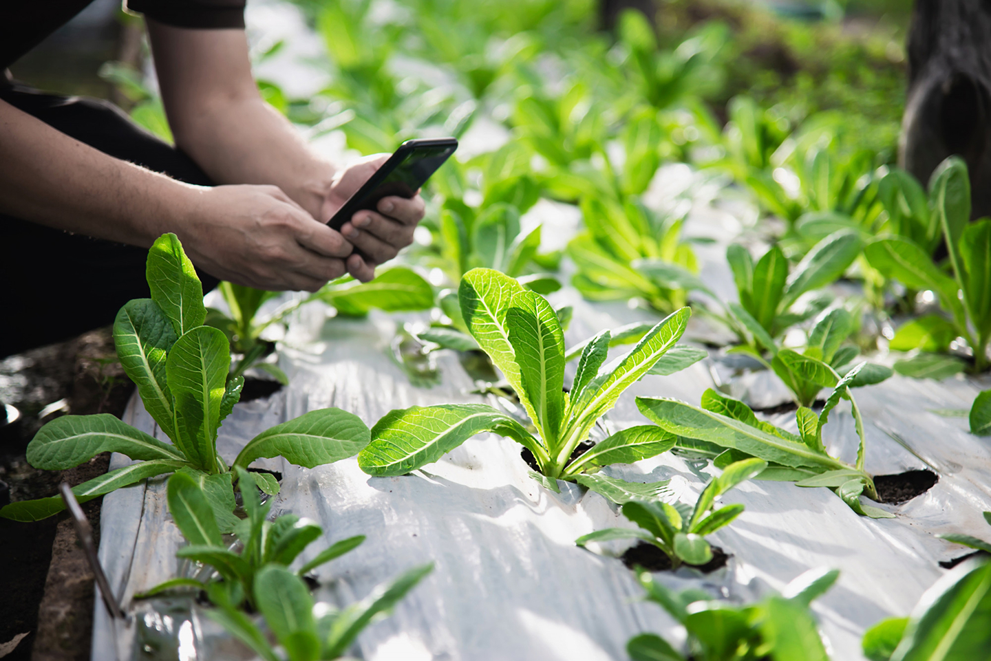 Smart organic farming 2
