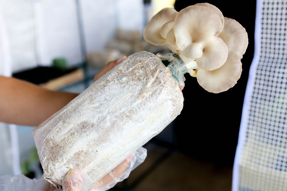 Smart mushroom cultivation system by FaaS Solutions
