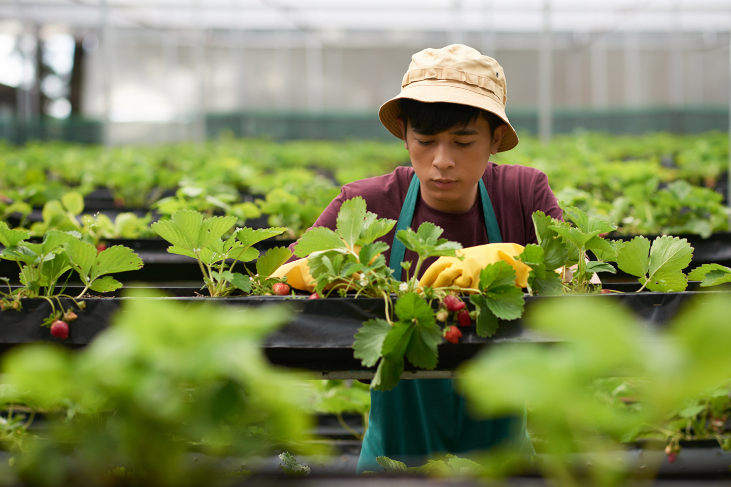 sustainable farming Malaysia