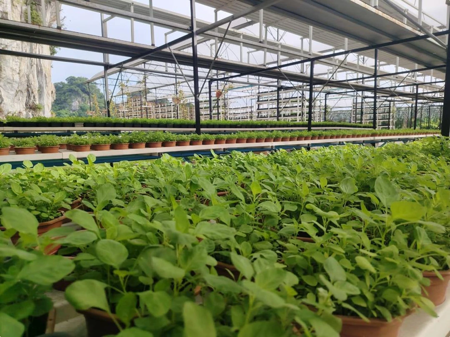 greenhouse-vegetable-cultivation