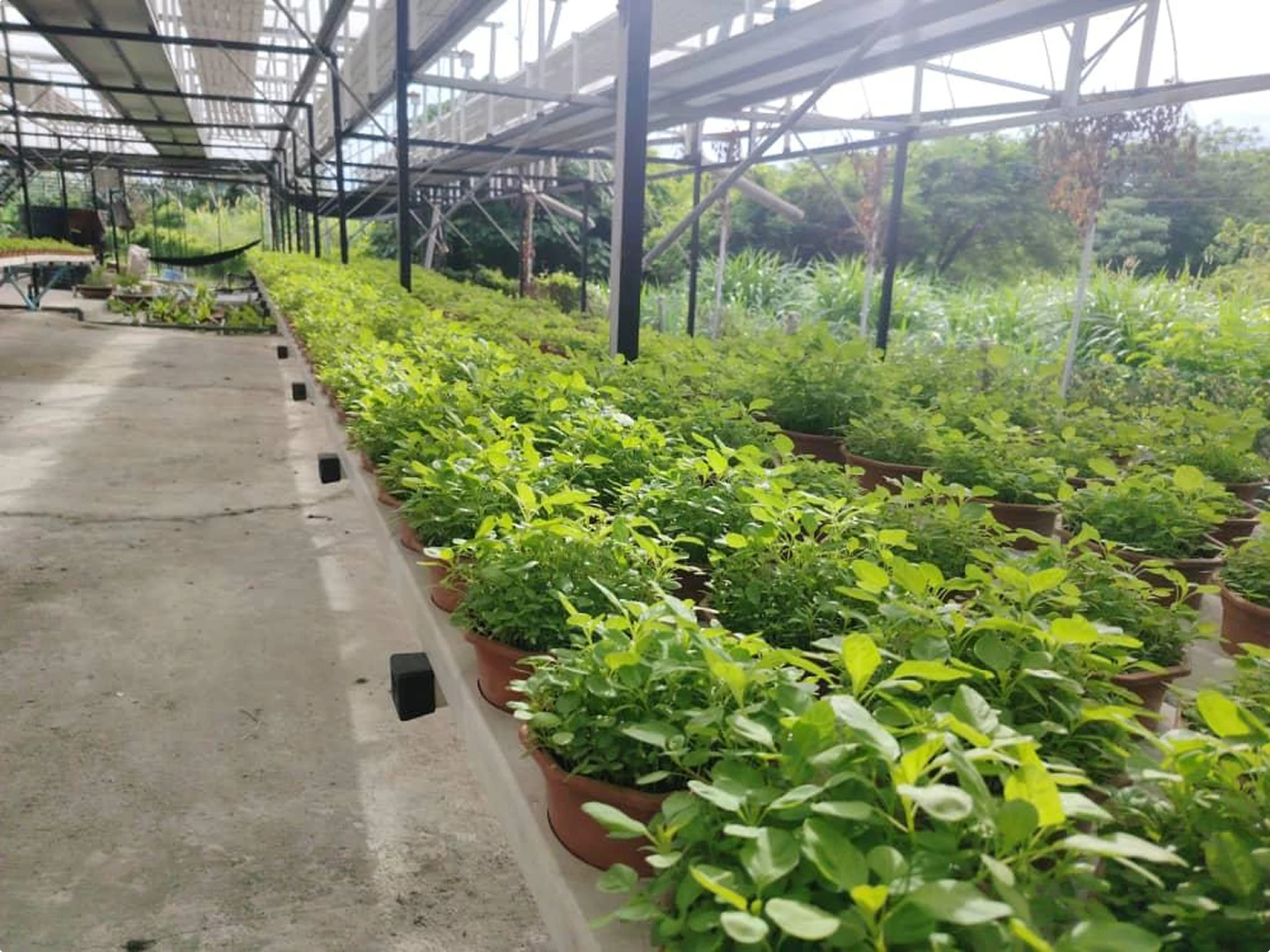 greenhouse-vegetable-walkway