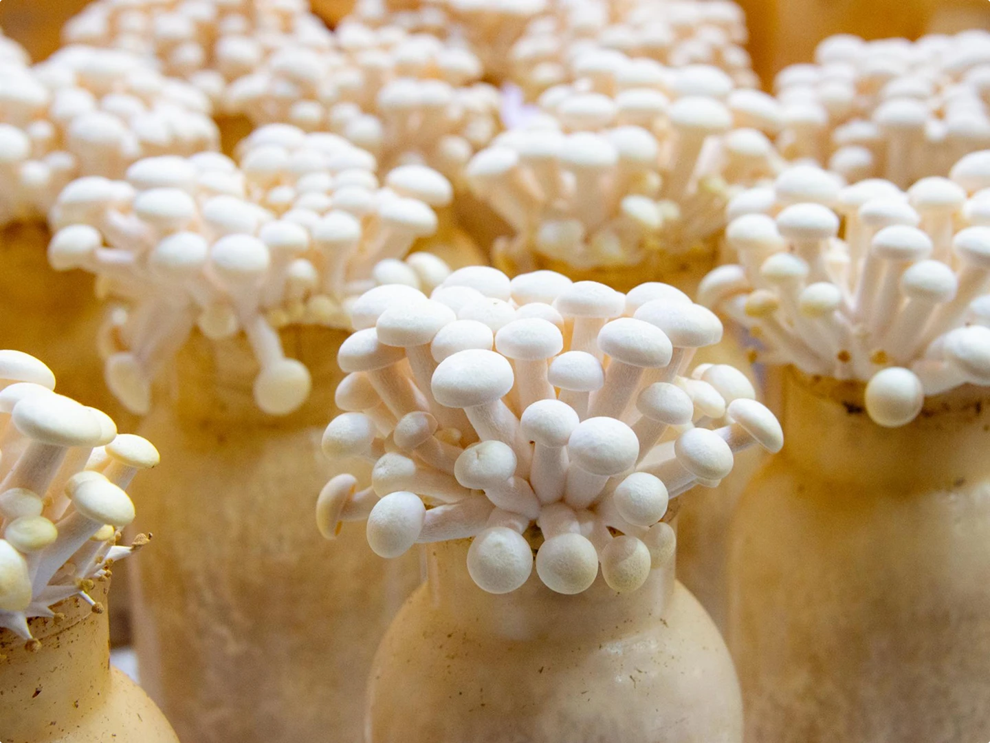 mushroom-cultivation-closeup