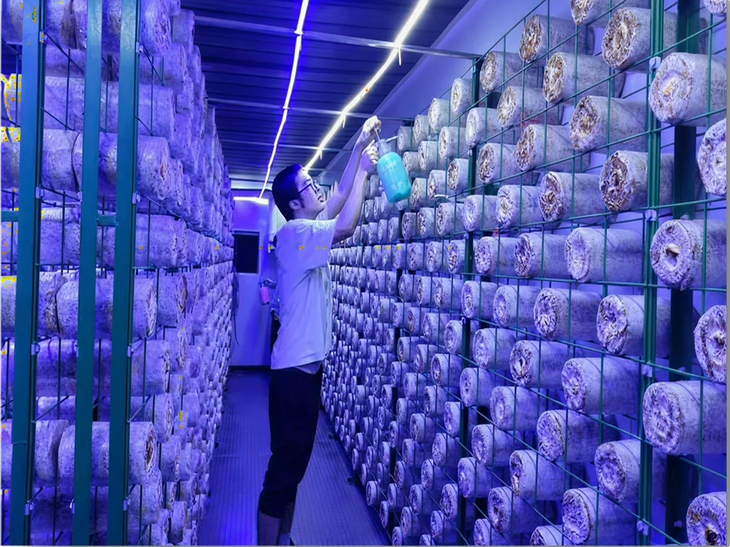 smart-mushroom-growing-room