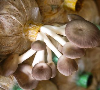 automated mushroom farming