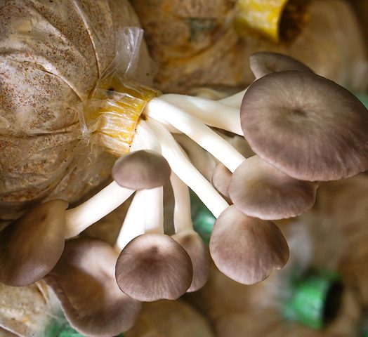 automated mushroom farming