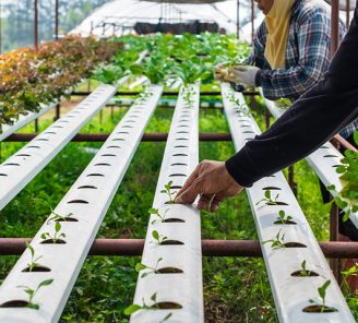 Soilless farming technique