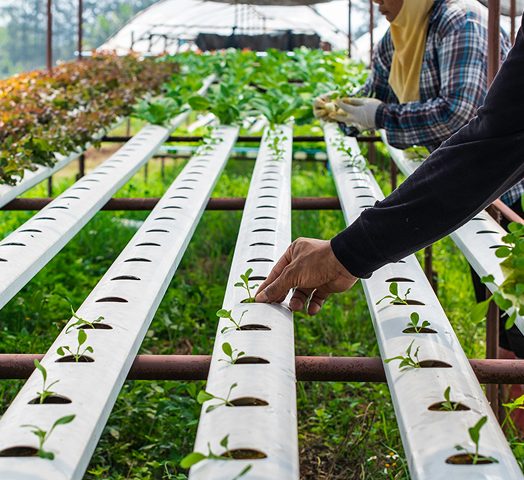 Soilless farming technique